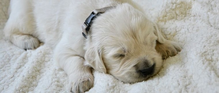 Chien qui dort beaucoup